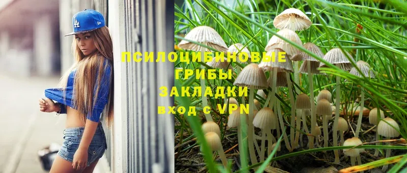 Псилоцибиновые грибы Psilocybe  цена   Миасс 